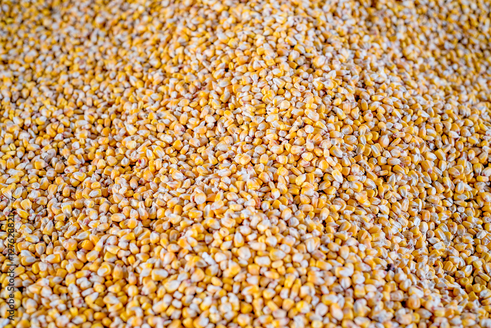 Background of maize seeds Background of maize seeds