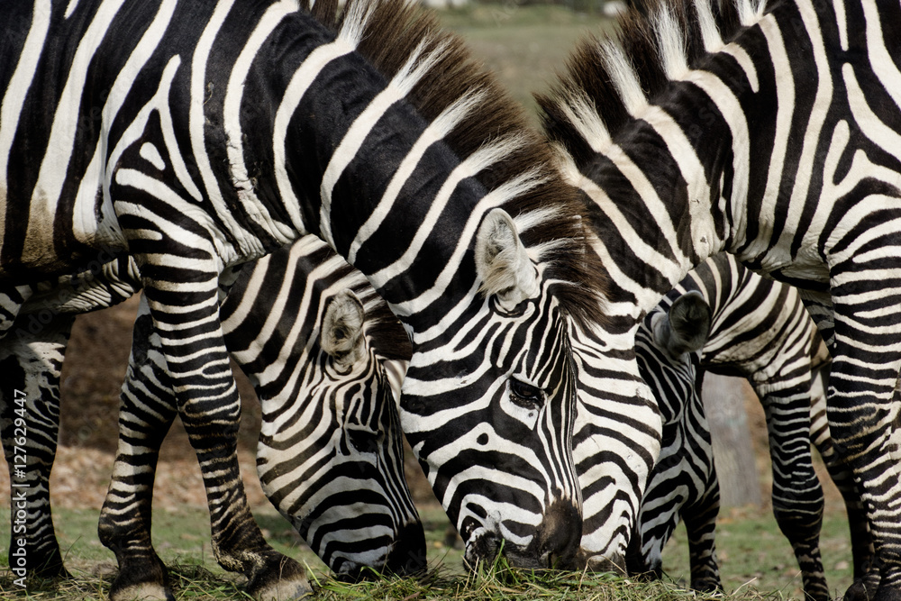 Zebre Zebre