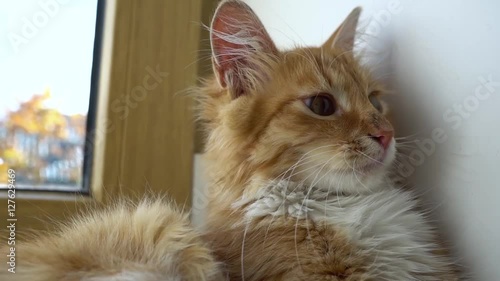 Close up of a funny young cat lying at the windsill and looking at camera photo