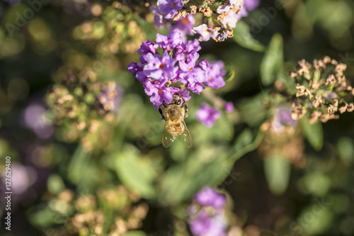 Close-up bee