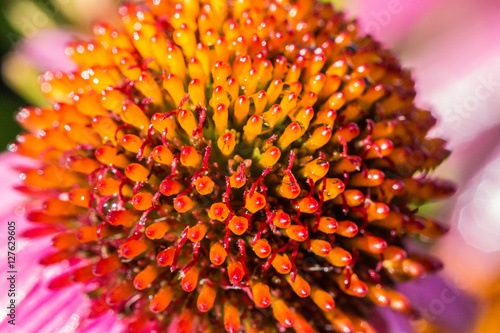 Close up color