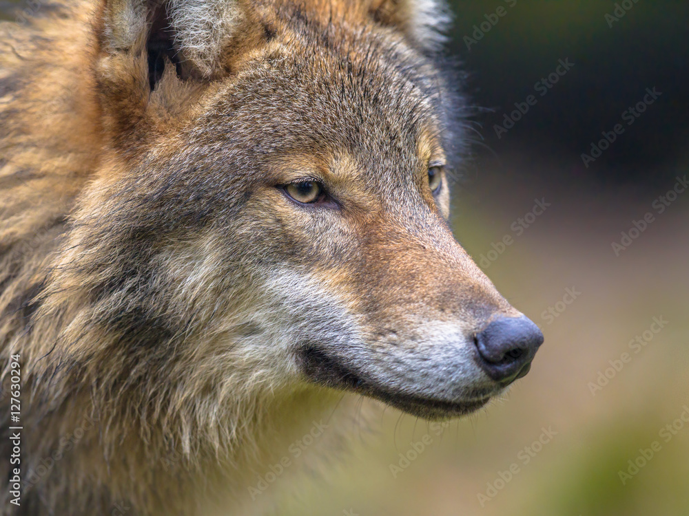 Naklejka premium portrait of European Wolf