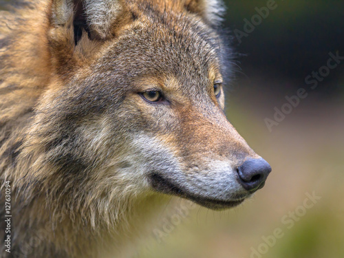 portrait of European Wolf