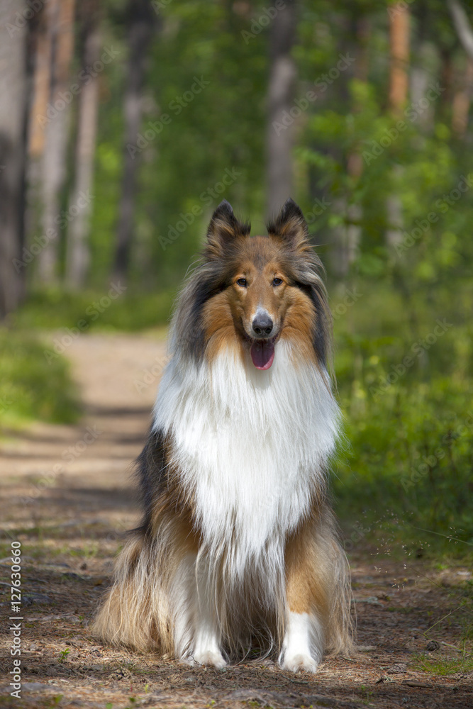 Rough Collie Rough Collie
