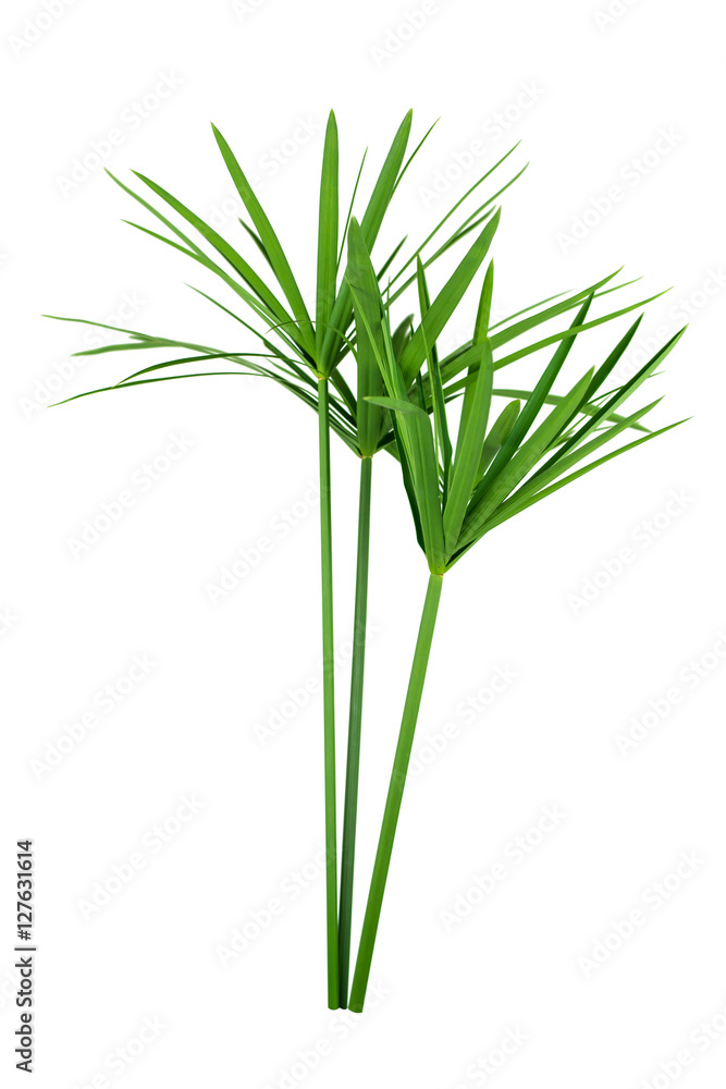 Fototapeta premium papyrus green plant isolated on white background