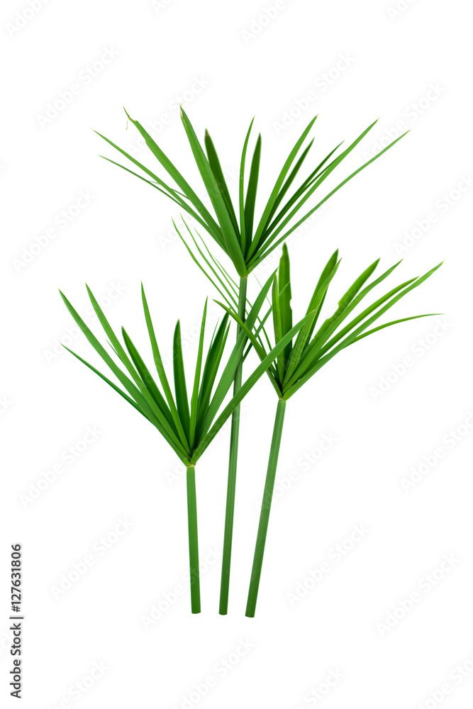 papyrus green plant isolated on white background