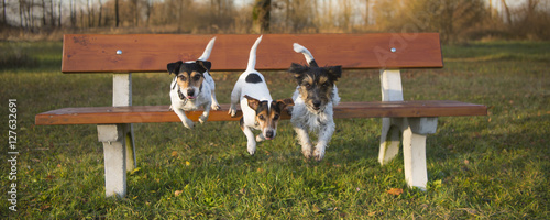 Three dogs jumping from a park bench -  jack russell