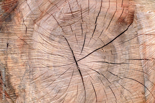 Cherry tree saw trunk section closeup