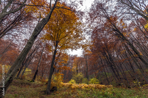 Autumn landscape with Yellow leafs of beech, Vitosha Mountain, Sofia City Region, Bulgaria