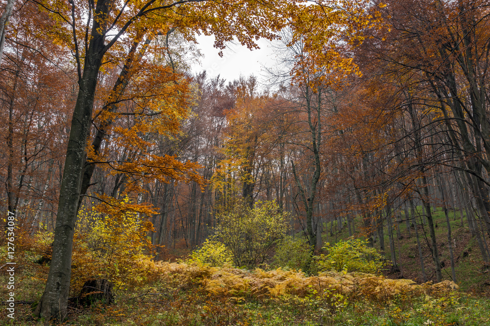 Fototapeta premium Panorama with Yellow leafs of beech, Vitosha Mountain, Sofia City Region, Bulgaria