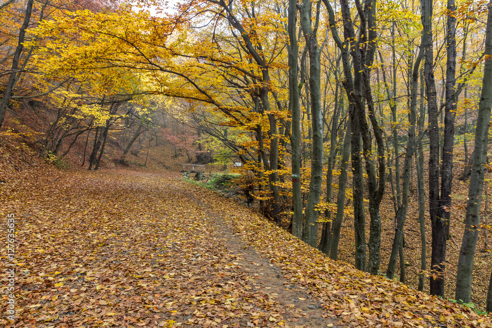 Obraz premium Amazing Autumn panorama of mountain foodpath, Vitosha Mountain, Sofia City Region, Bulgaria