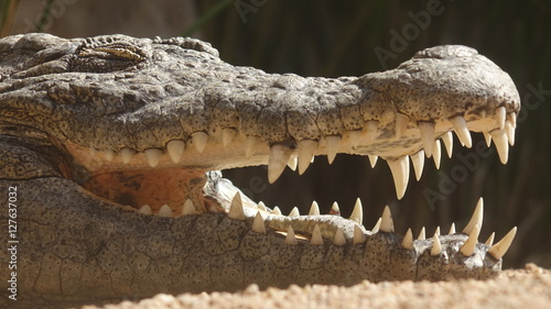Sharop Teeth Of Crocodile Or Alligator