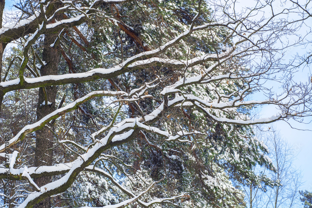 frosty winter landscape in snowy forest against blue sky - grunge filter photo frosty winter landscape in snowy forest against blue sky - grunge filter photo