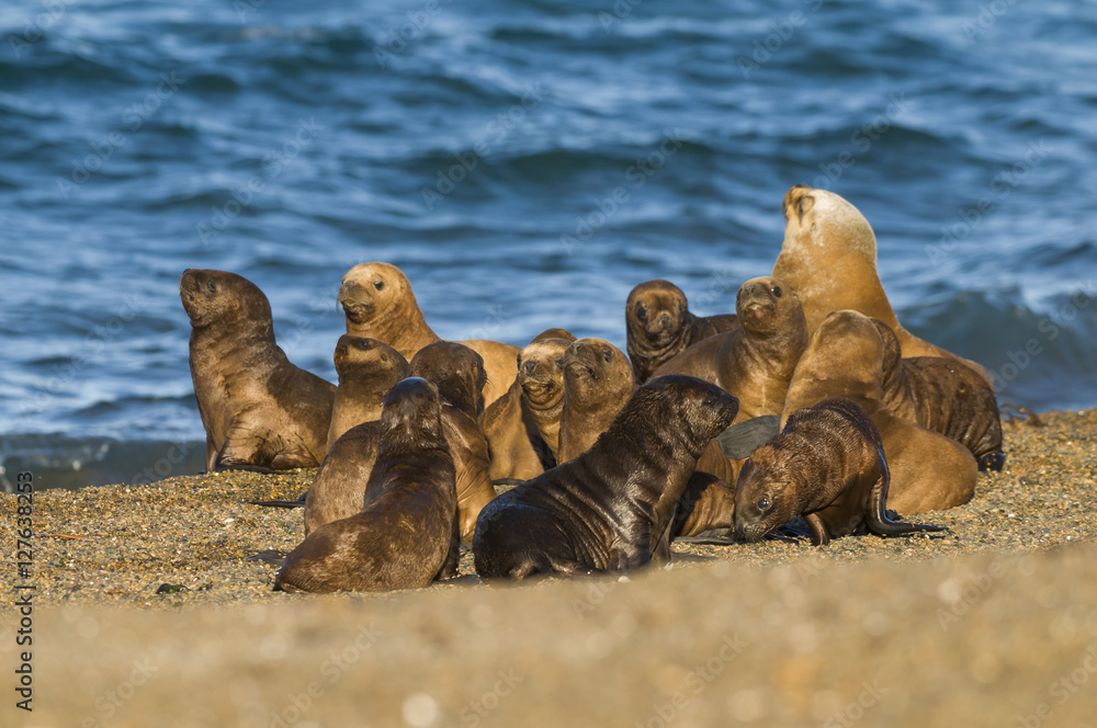 Fototapeta premium Sea Lion , Patagonia , Argentina