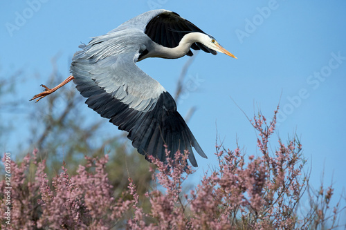 Obraz na plátně Grey heron in flight