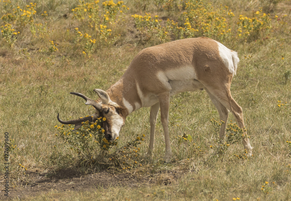 Pronghorn Flower Massage - A pronghorn buck rubs its face in a prairie field daisy. Must have a itch? Pronghorn Flower Massage - A pronghorn buck rubs its face in a prairie field daisy. Must have a itch?