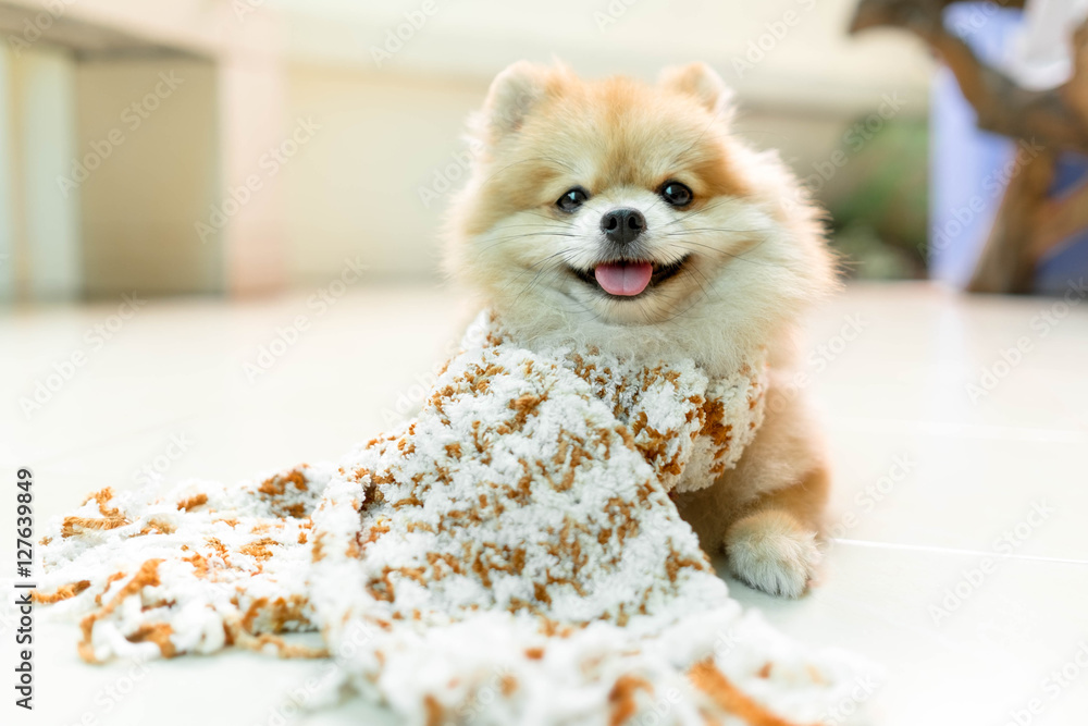 Pomeranian scarf best sale