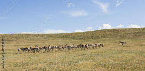 Pronghorn Rut Roundup - A pronghorn antelope buck gathers the females as part of its harem during the rut fall mating season.