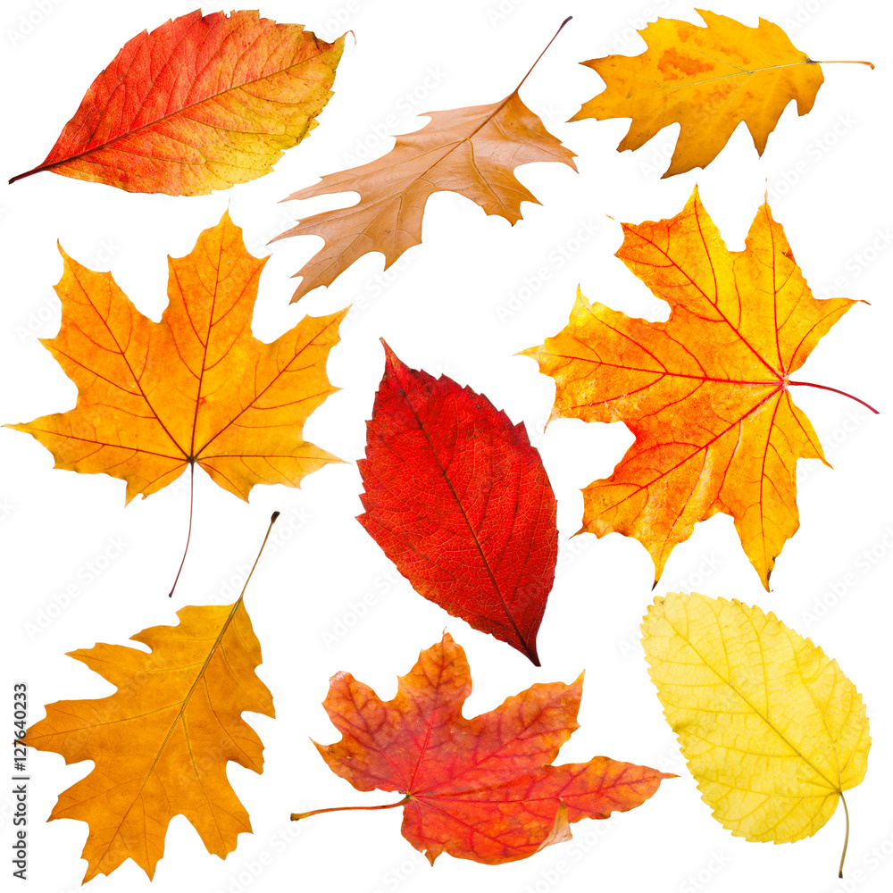 Collection of autumn leaves on white background Collection of autumn leaves on white background