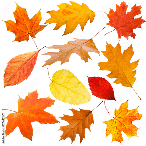 Collection of autumn leaves on white background