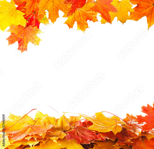 Autumn leaves on white background