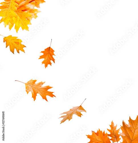 Autumn leaves on white background