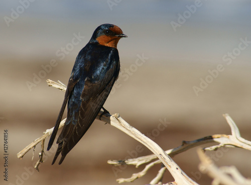 Welcome Swallow(Hirundo neoxens) on driftwood
