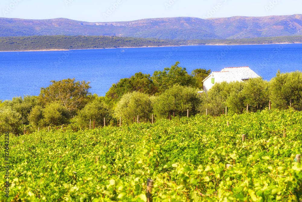 Olives, olive trees, grapevine and vineyards of Dalmatian island Brac, Croatia