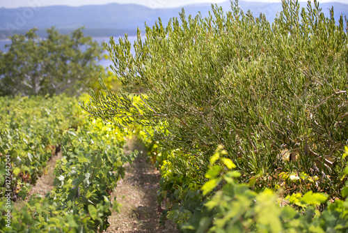 Fototapeta Naklejka Na Ścianę i Meble -  Olives, olive trees, grapevine and vineyards of Dalmatian island Brac, Croatia