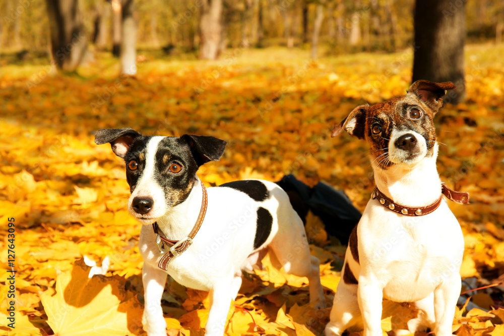 Funny Jack Russell terriers in beautiful autumn park Funny Jack Russell terriers in beautiful autumn park