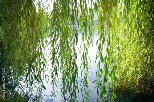 Slika na platnu Branches of weeping willow near lake in beautiful park