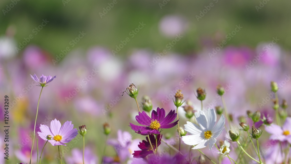 flower garden with very nice weather for background flower garden with very nice weather for background