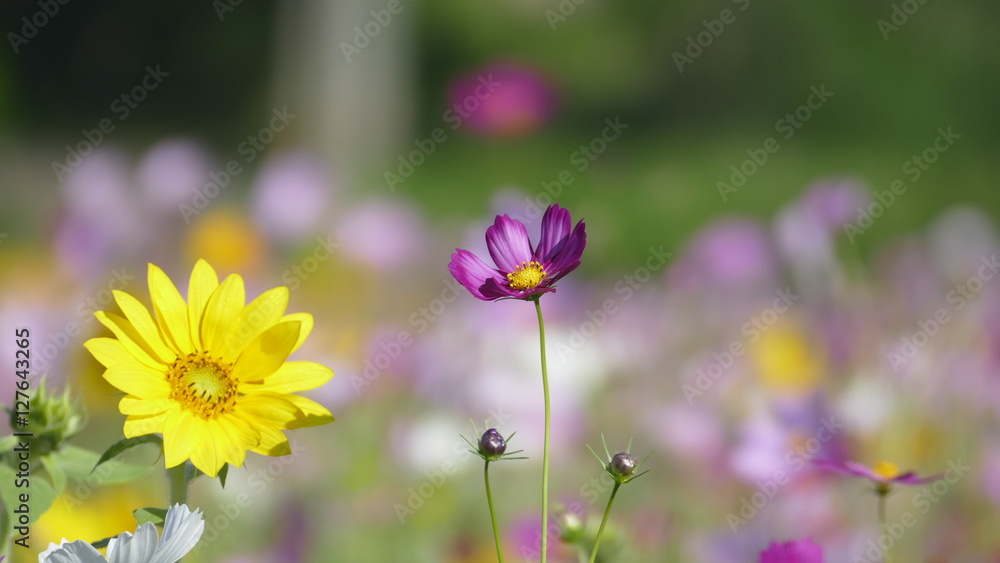 Obraz premium flower garden with very nice weather for background