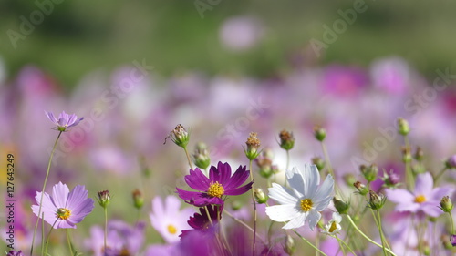 flower garden with very nice weather for background