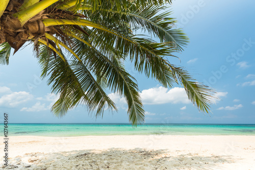 Fototapeta Naklejka Na Ścianę i Meble -  Coconut palm tree at the tropical beach