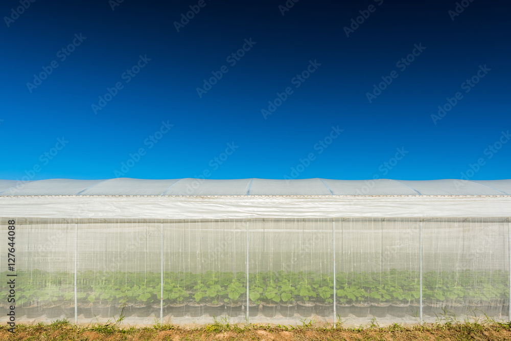 High tunnel greenhouse, Melon plantaion farming High tunnel greenhouse, Melon plantaion farming