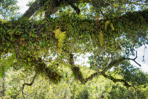 Various Epiphyte on trees photo