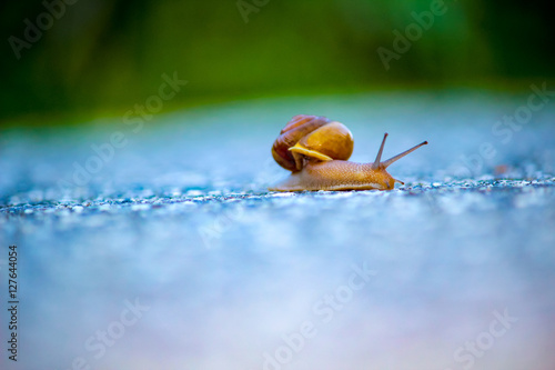 Snail on a trail