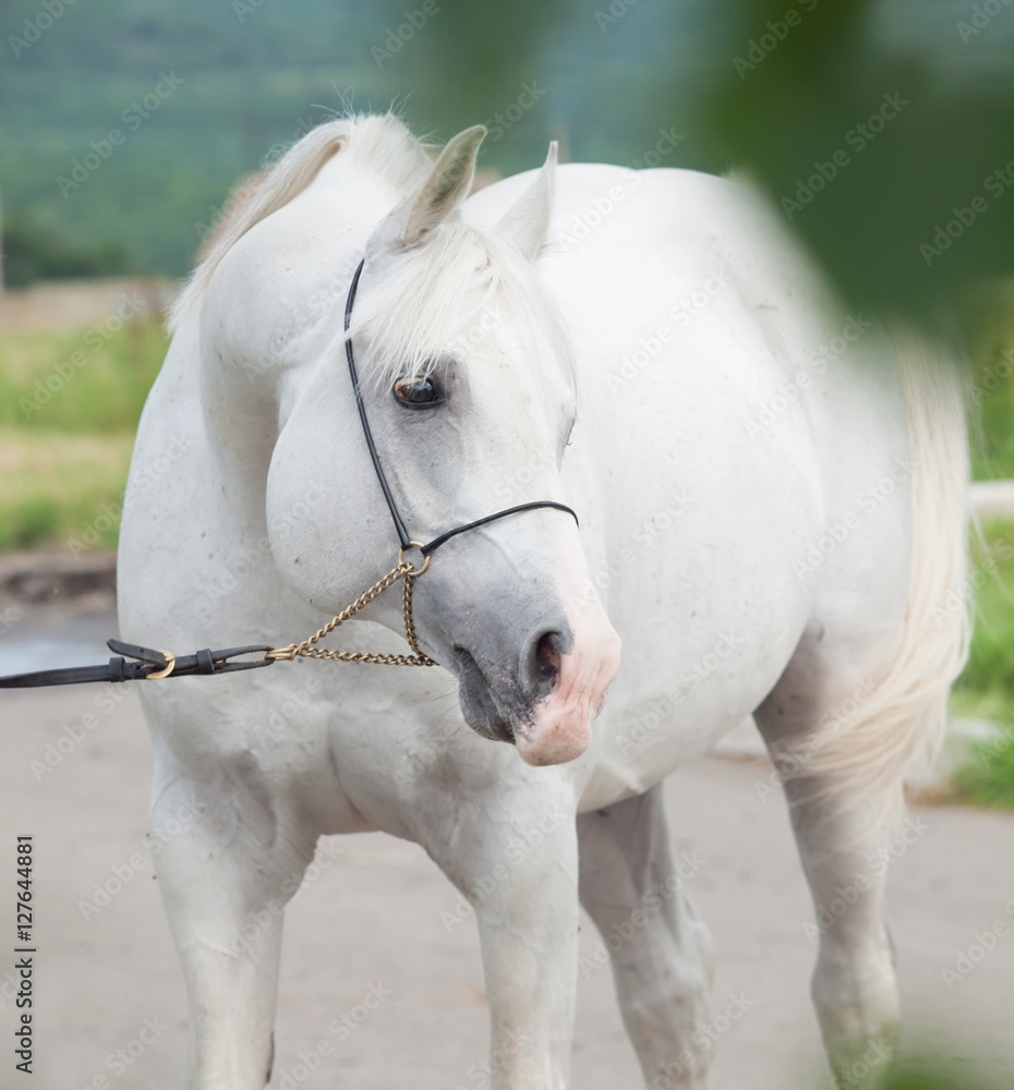 portrait of white purebred arabian stallion portrait of white purebred arabian stallion