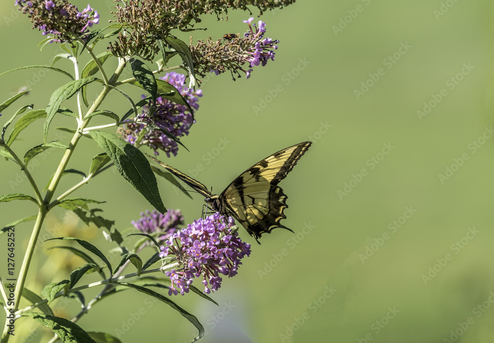 Fototapeta premium Eastern tiger swallowtail, Papilio glaucus