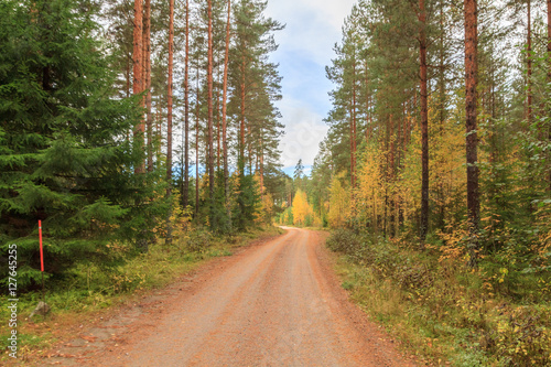 Gravel road in a scandinavian forest photo