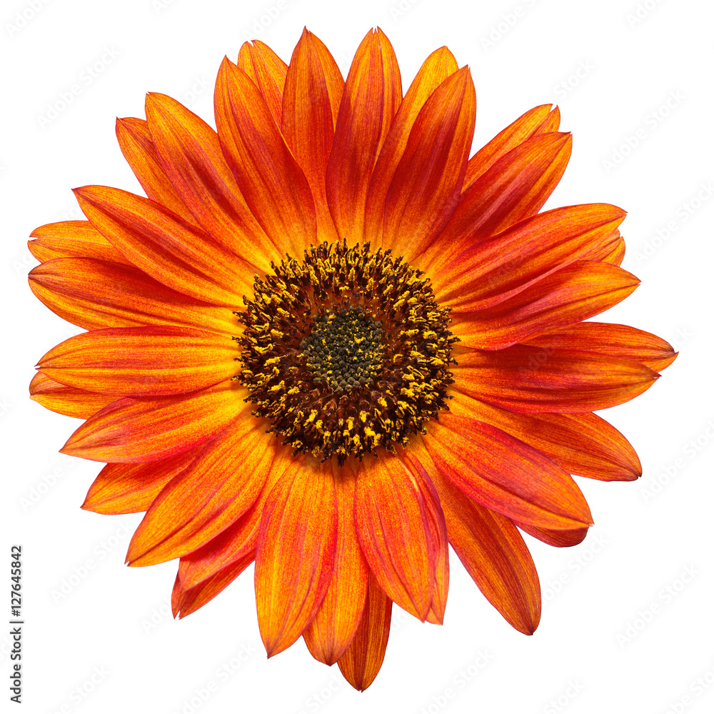 Fototapeta premium Sunflowers collection on the white background. 