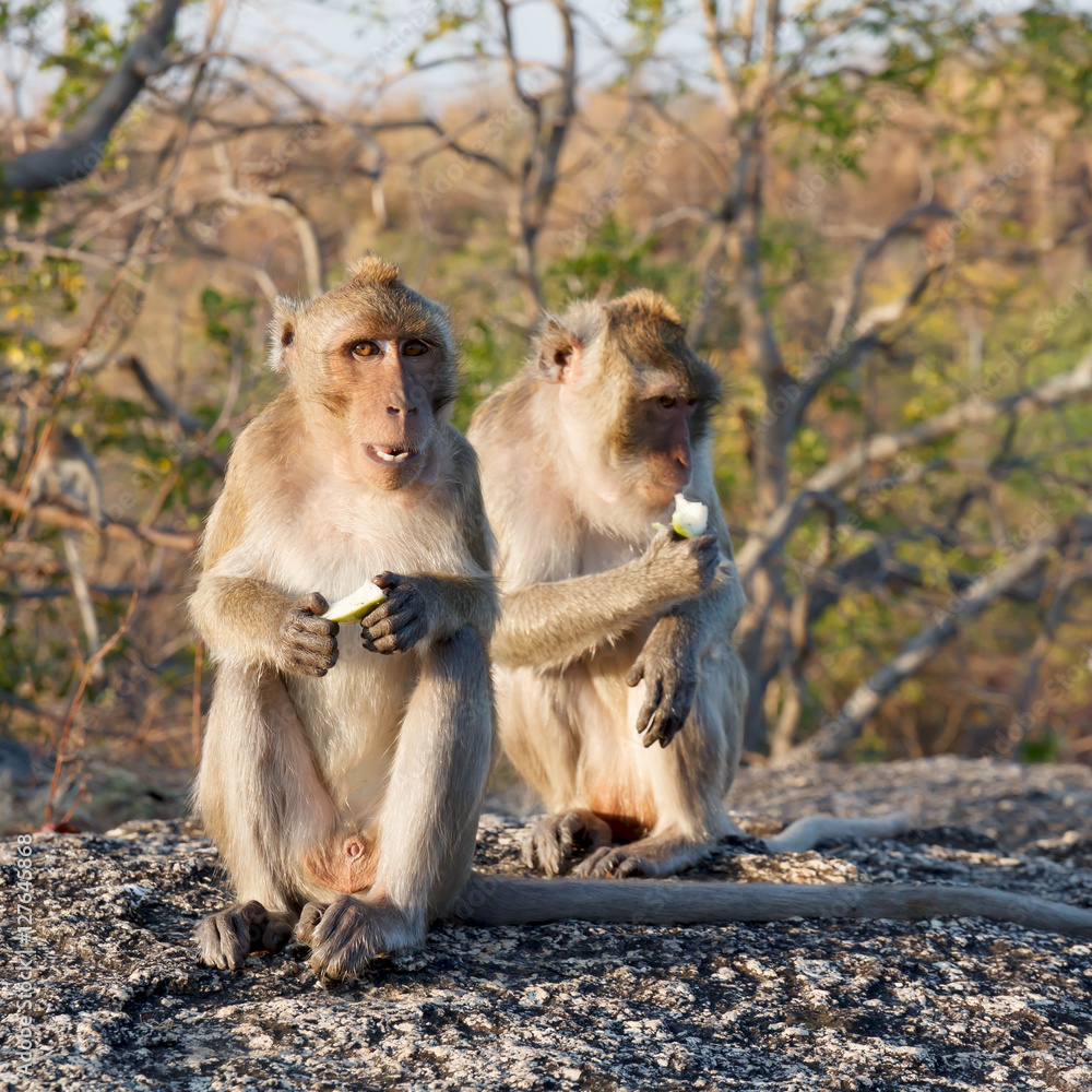 Fototapeta premium Monkey in the mountains.