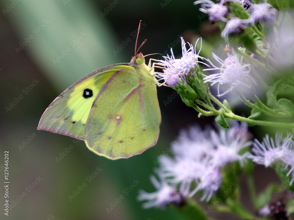 Fototapeta premium Southern Dogface Butterfly - Zerene cesonia