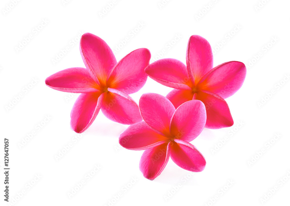 Obraz premium frangipani isolated on white background