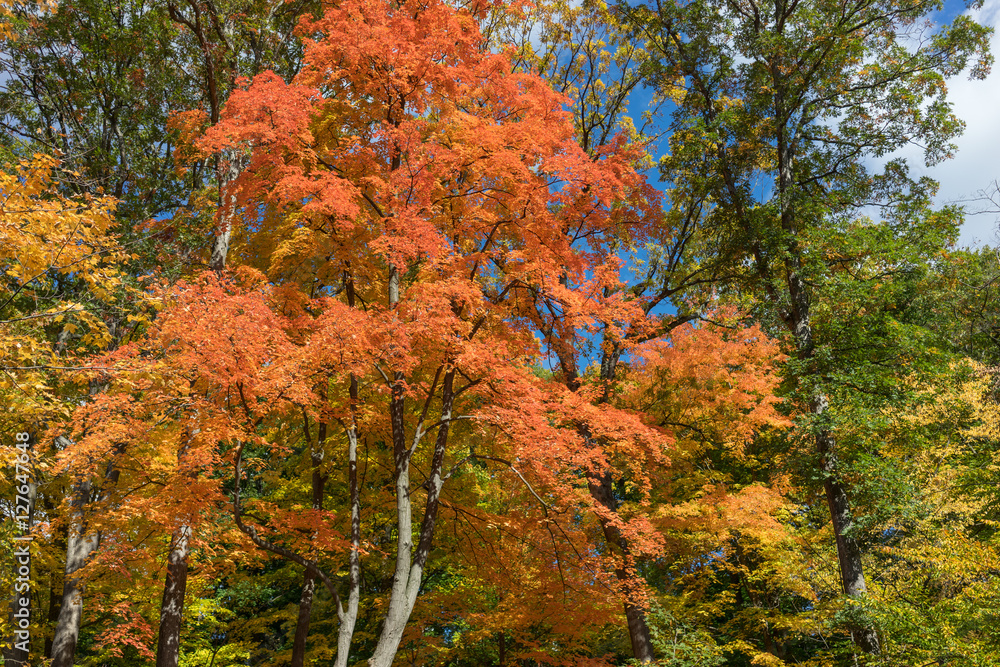 Bright blue sky visible through orange and yellow fall leaves. Sunlight shining through the canopy of vivid autumn foliage. Bright blue sky visible through orange and yellow fall leaves. Sunlight shining through the canopy of vivid autumn foliage.