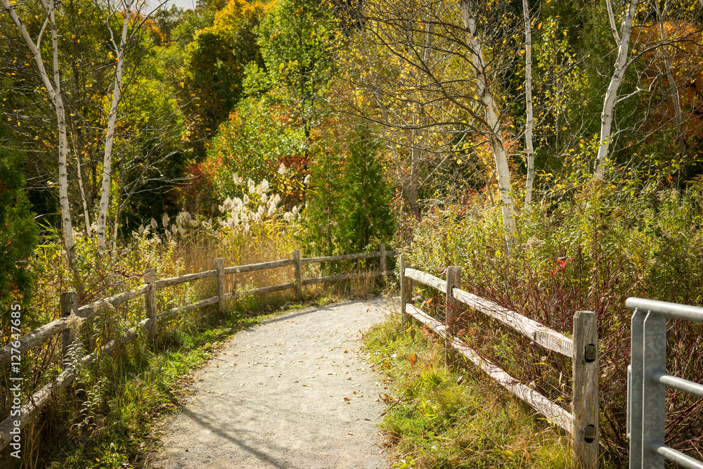 Beautiful dirt road leading into an autumn forest Beautiful dirt road leading into an autumn forest