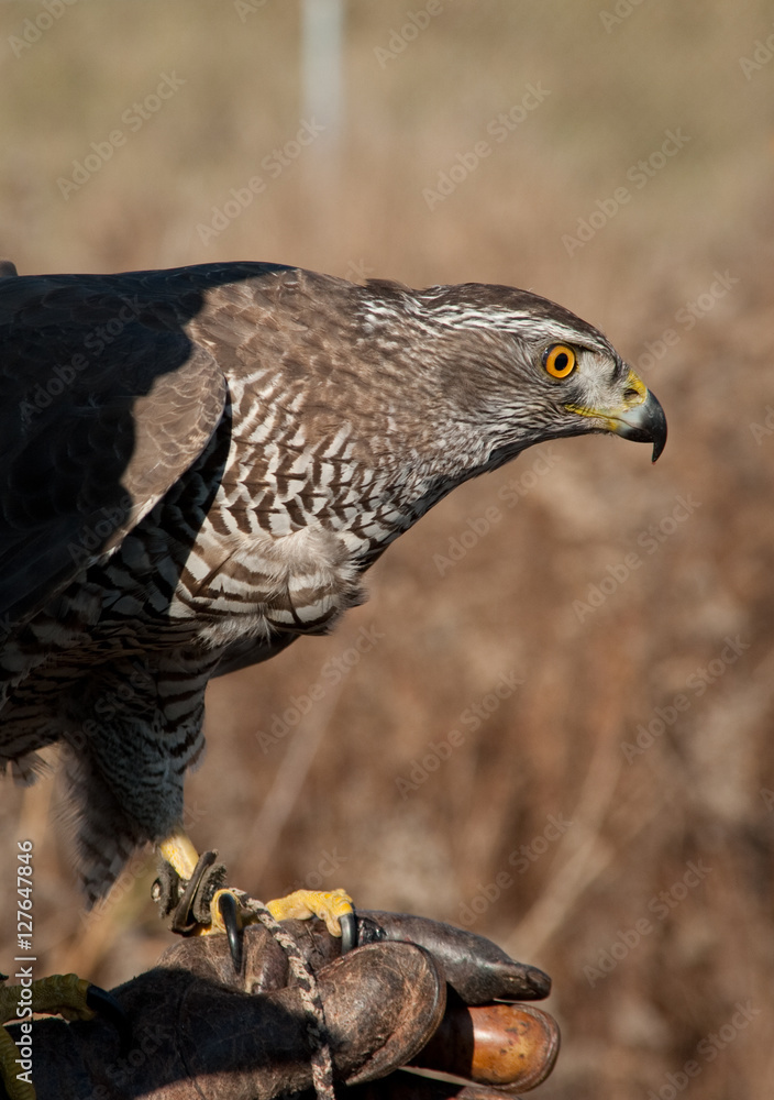 Fototapeta premium Finnish goshawk before the hunt. Bird of prey sitting on the falconer's glove.