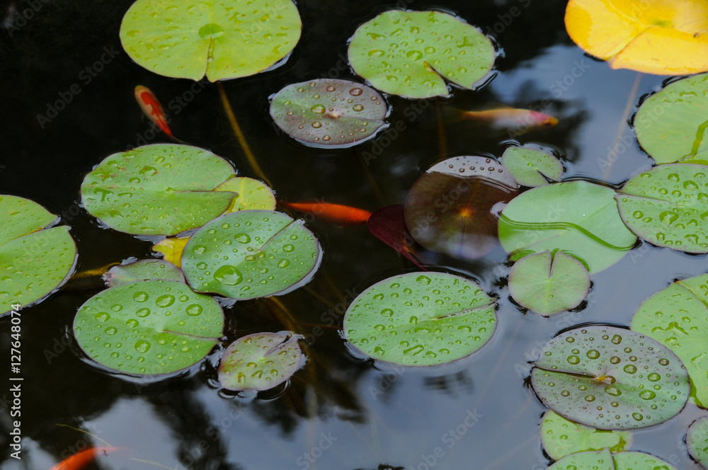Water lily floating on water surrounded by green leaves after the rain Water lily floating on water surrounded by green leaves after the rain