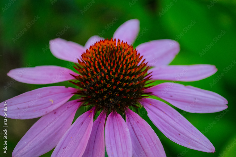 Echinacea